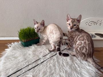 Gattini bengala brown spotted tabby