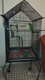 Parrocchetto dal collare con gabbia