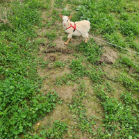 Coppia capre Tibetana nana