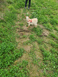 Coppia capre Tibetana nana