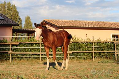 Puledro Paint Horse 