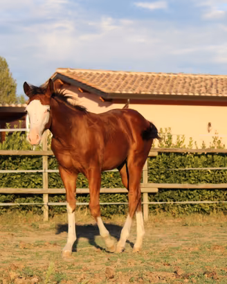 Puledro Paint Horse 