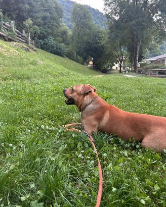 Pitbull cucciolone