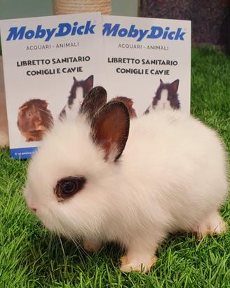 Coniglio nano
