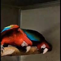 Ara rosso coppia ed altri pappagalli