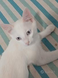 gattino siamese 