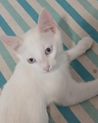 gattino siamese 