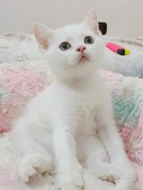Gattini di 2 mesi Scottish Fold e British