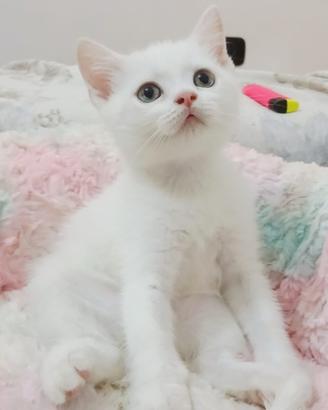 Gattini di 2 mesi Scottish Fold e British
