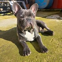 Bulldog francese maschio disponibile per monta