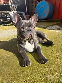 Bulldog francese maschio disponibile per monta