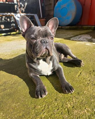 Bulldog francese maschio disponibile per monta
