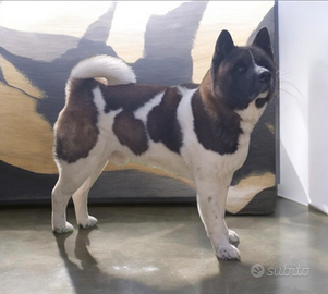 Accoppiamento akita americano