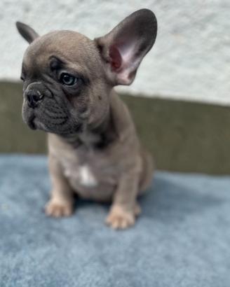 Bulldog francesi blu and tan