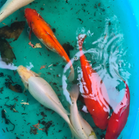 Pesci rossi di grossa taglia