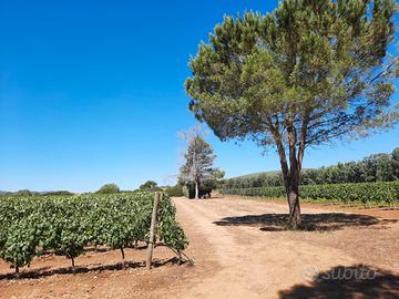 Azienda Agricola Viticola Agro di Alghero