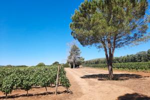 Azienda Agricola Viticola Agro di Alghero