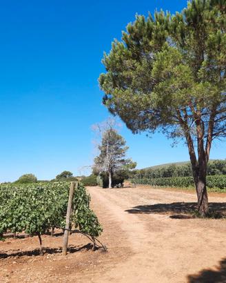 Azienda Agricola Viticola Agro di Alghero