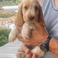 Cocker spaniel inglese