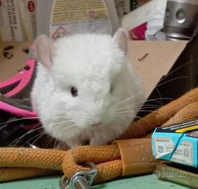 cuccioli cincillà 