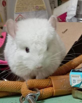 cuccioli cincillà 