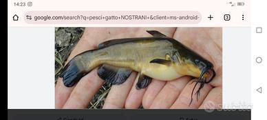 Pesci gatto nostrani