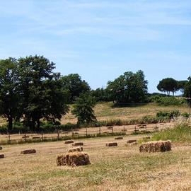 Ballette di paglia da erbario biologico