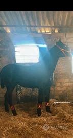 Cavallo