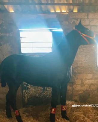 Cavallo