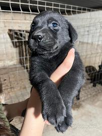 Labrador Retriever Neri disponibili