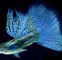 Guppy Blue Grass Show