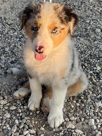 Cucciola pastore australiano - Blue Merle