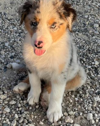 Cucciola pastore australiano - Blue Merle