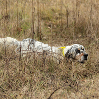 Setter pronta caccia