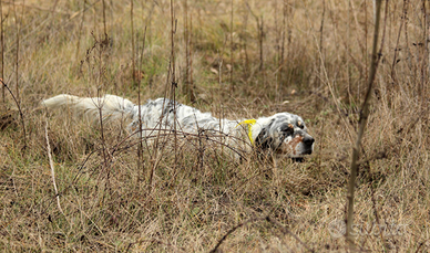 Setter pronta caccia