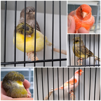 Canarini da canto/colore/forma/cocorite/gabbie