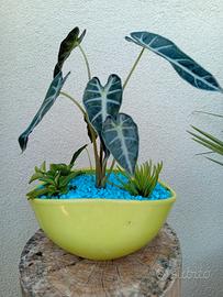 composizione di piante grasse in vaso di ceramica 