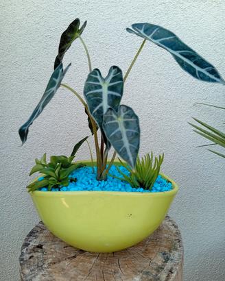 composizione di piante grasse in vaso di ceramica 