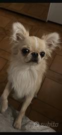Chihuahua stupendo stalloncino