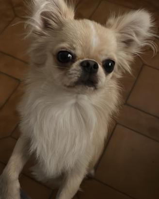 Chihuahua stupendo stalloncino