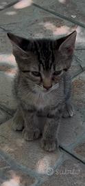 Gattini due mesi