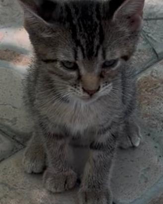 Gattini due mesi