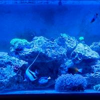 rocce acquario marino 