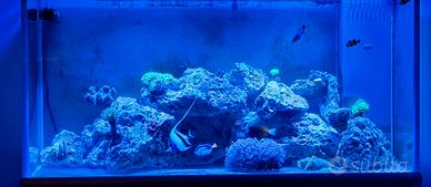 rocce acquario marino 