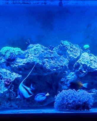 rocce acquario marino 