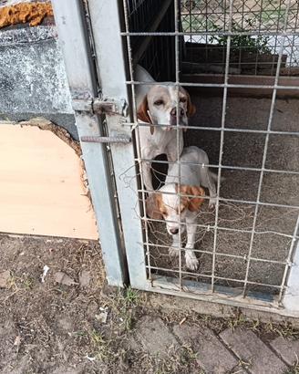 Cucciolo da tartufi di 2 mesi (già avviato)