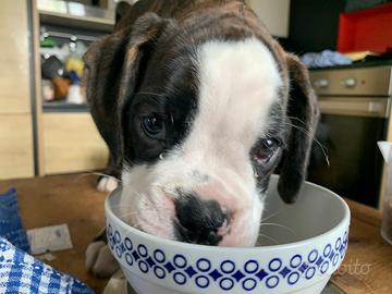 Cuccioli maschi di boxer