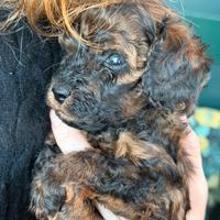 Barboncino toy brindle