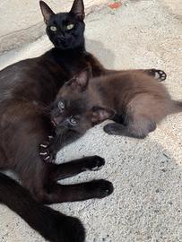 Gattina nera