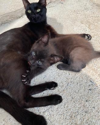 Gattina nera